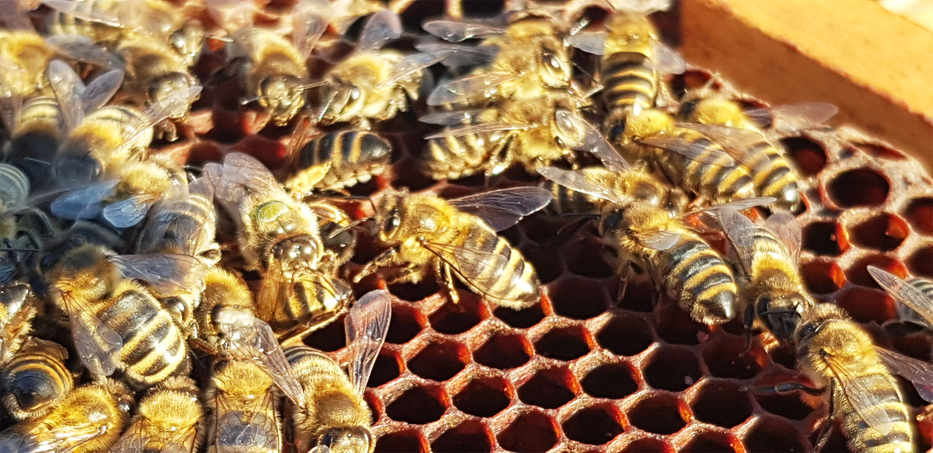 abeille-miel-neuchatel
